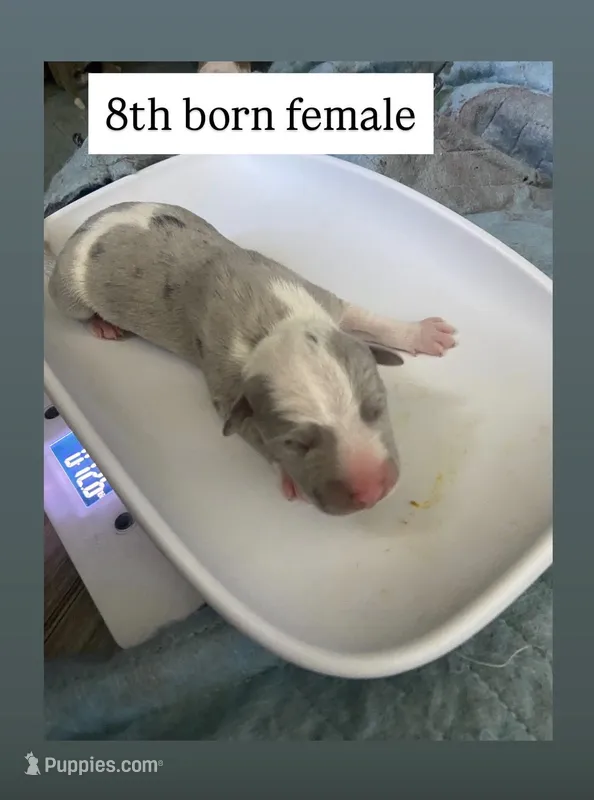 Female 8th Born Merle – American Bully, American Pit Bull Terrier puppy for sale in Windsor Locks, CT