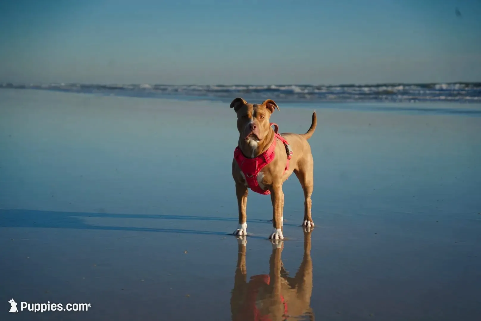 Female 4th born merle, a female American Bully and American Pit Bull Terrier for sale in Windsor Locks, CT – 3 of 5