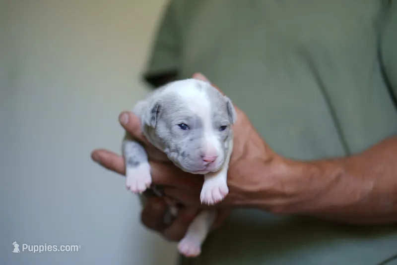 Female 8th Born Merle – American Bully, American Pit Bull Terrier puppy for sale in Windsor Locks, CT