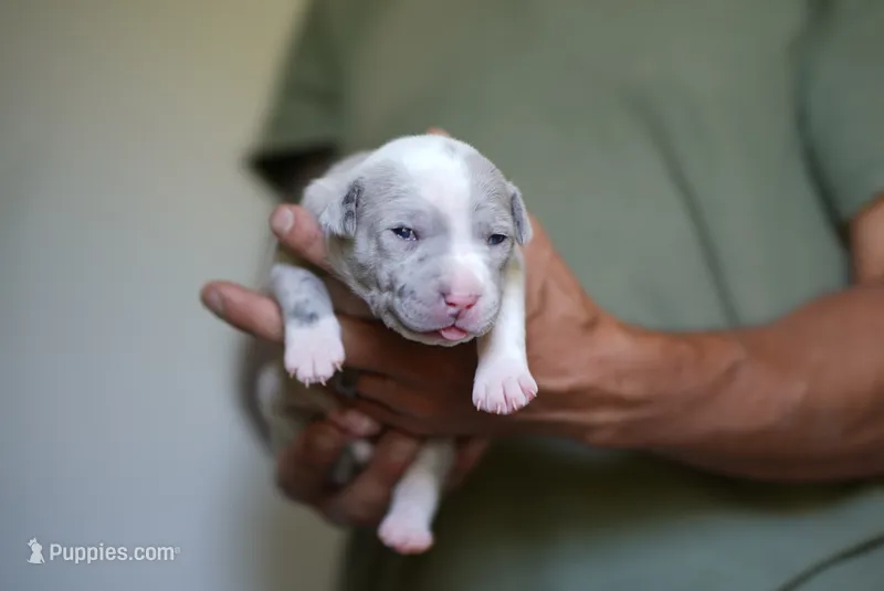 Female 8th Born Merle – American Bully, American Pit Bull Terrier puppy for sale in Windsor Locks, CT