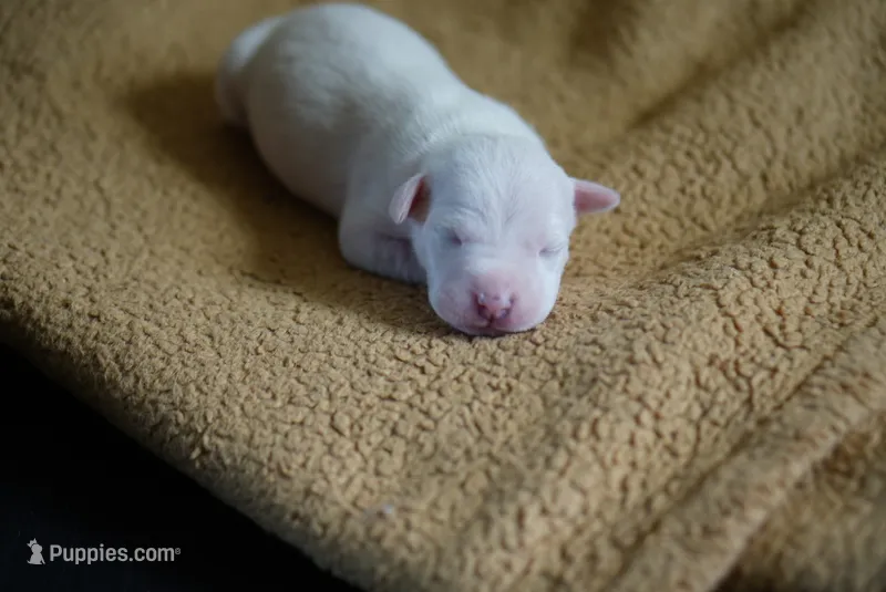 3rd born female – American Bully, American Pit Bull Terrier puppy for sale in Windsor Locks, CT
