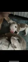 First born male , a male American Bully and American Pit Bull Terrier for sale in Windsor Locks, CT – 3 of 3