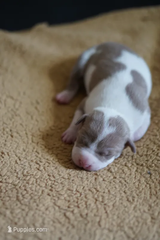 6th born male – American Bully, American Pit Bull Terrier puppy for sale in Windsor Locks, CT
