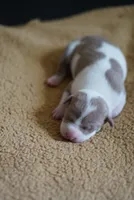 6th born male, a male American Bully and American Pit Bull Terrier for sale in Windsor Locks, CT – 7 of 9
