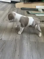 First born male , a male American Bully and American Pit Bull Terrier for sale in Windsor Locks, CT – 2 of 3