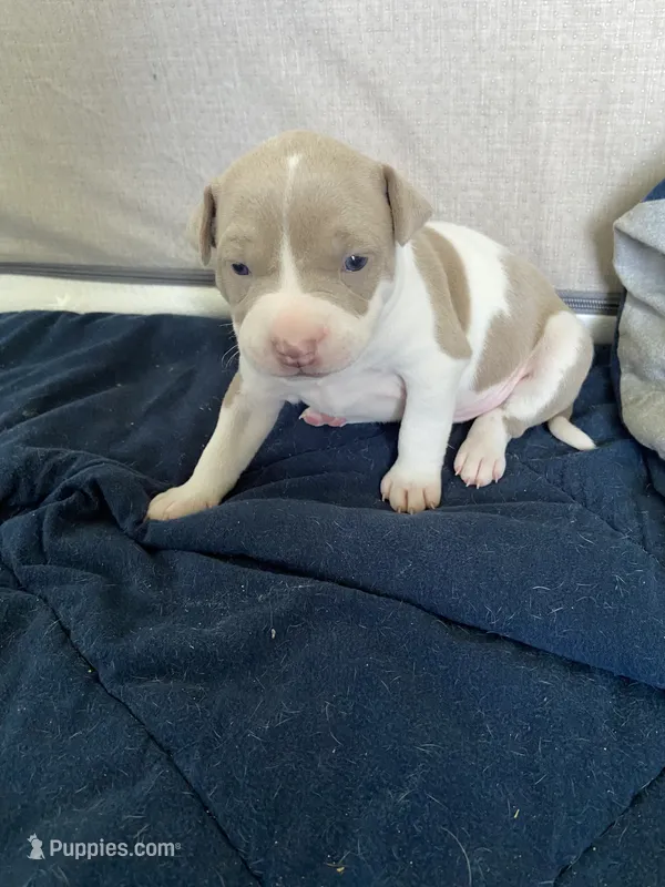 6th born male – American Bully, American Pit Bull Terrier puppy for sale in Windsor Locks, CT
