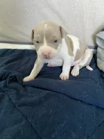 6th born male, a male American Bully and American Pit Bull Terrier for sale in Windsor Locks, CT – 3 of 9
