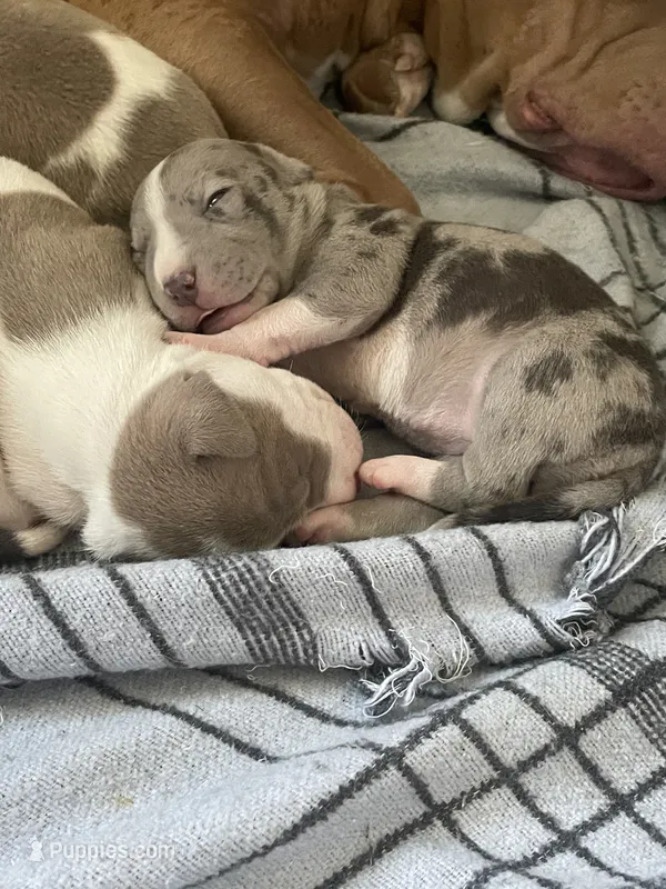 Female 4th born merle – American Bully, American Pit Bull Terrier puppy for sale in Windsor Locks, CT