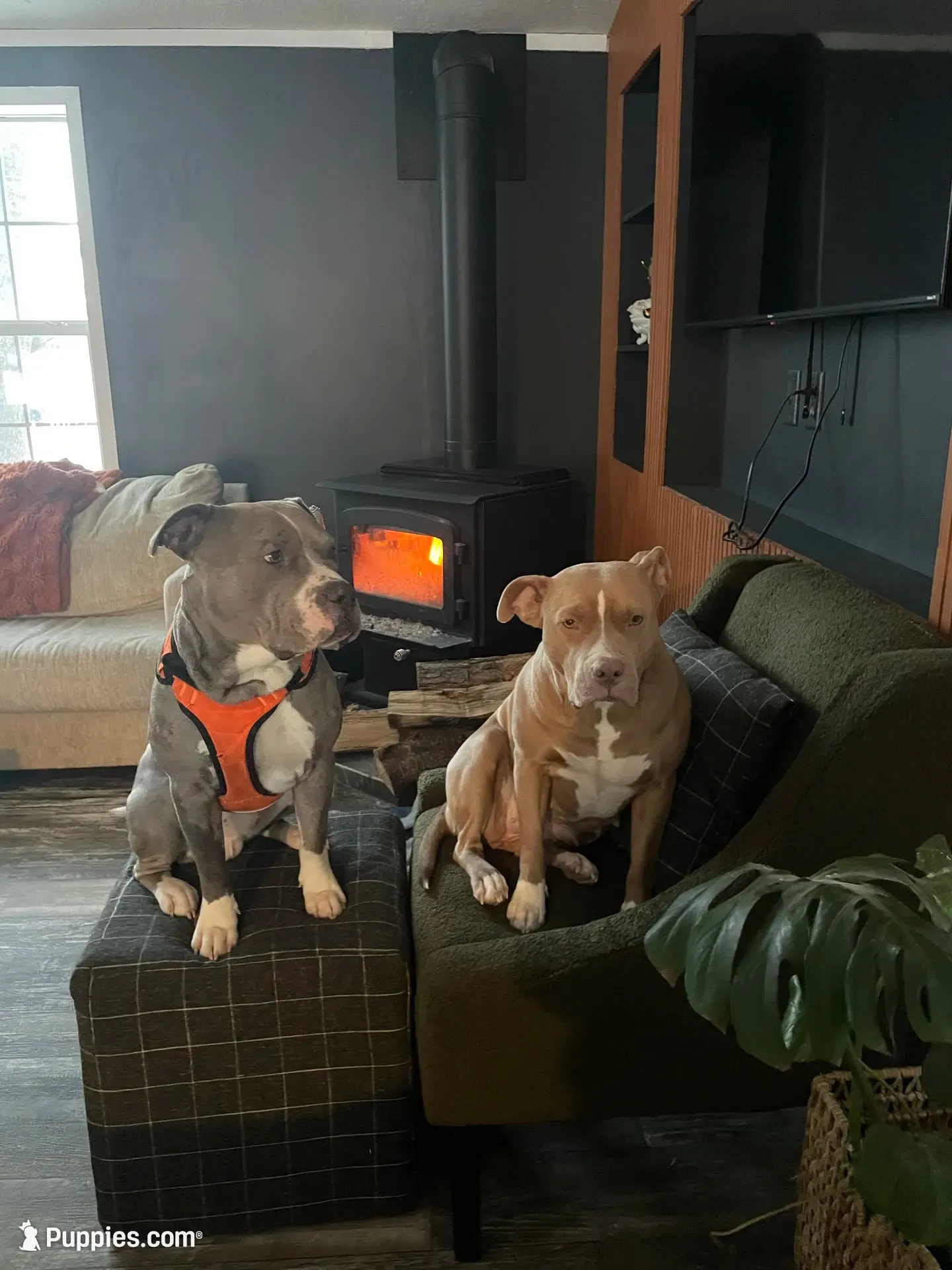 Female 4th born merle, a female American Bully and American Pit Bull Terrier for sale in Windsor Locks, CT – 5 of 5