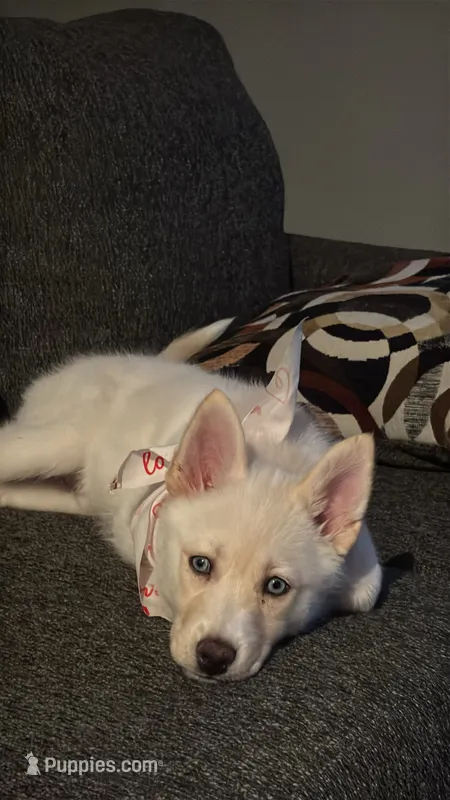 Lucky – Pomsky puppy for sale in Durham, NC
