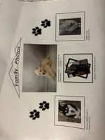 Lucky, a male Pomsky for sale in Durham, NC – 2 of 2