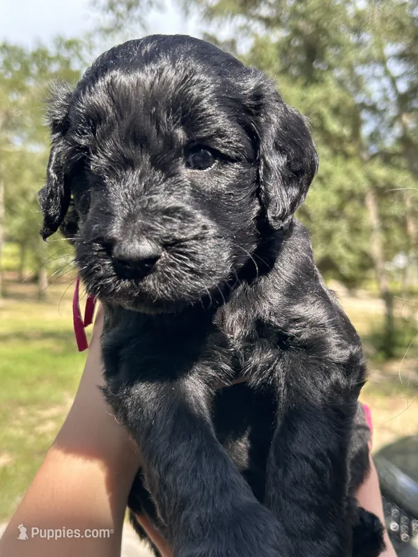 Poppy – Goldendoodle, Whoodle puppy for sale in Brooksville, FL