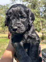 Poppy, a female Goldendoodle and Whoodle for sale in Brooksville, FL – 1 of 3