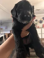 Ruby, a female Goldendoodle and Whoodle for sale in Brooksville, FL – 3 of 5