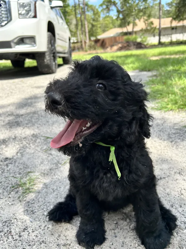 Gatsby – Goldendoodle puppy for sale in Brooksville, FL