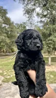 Oliver , a male Goldendoodle and Whoodle for sale in Brooksville, FL – 2 of 2