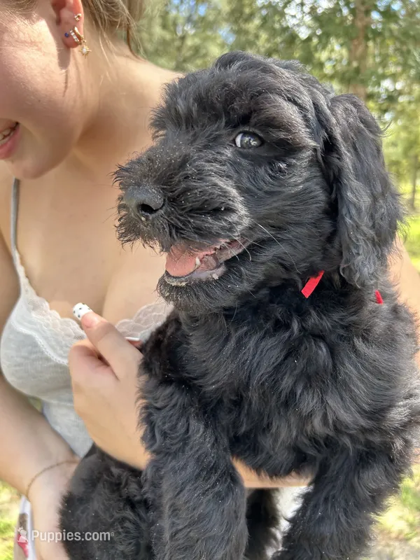 Rubin  – Goldendoodle puppy for sale in Brooksville, FL