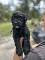 Bruno, a male Goldendoodle and Whoodle for sale in Brooksville, FL – 2 of 2
