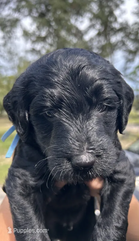Bailey – Goldendoodle, Whoodle puppy for sale in Brooksville, FL