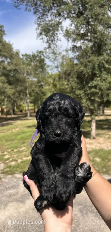 Princess – Goldendoodle, Whoodle puppy for sale in Brooksville, FL