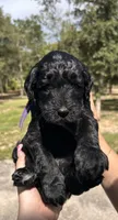 Princess, a female Goldendoodle and Whoodle for sale in Brooksville, FL – 2 of 2