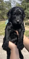 Bailey, a male Goldendoodle and Whoodle for sale in Brooksville, FL – 2 of 2