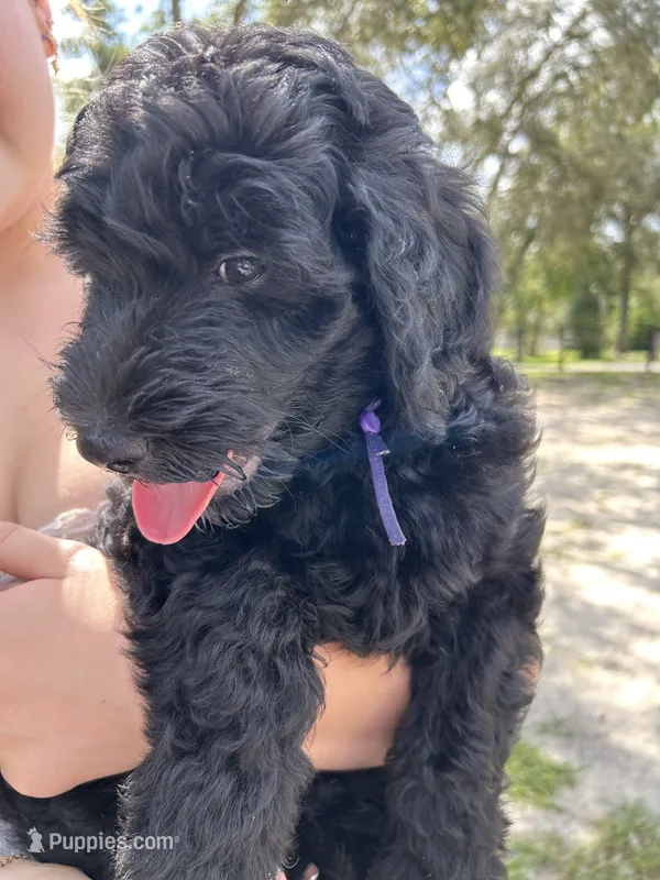 Prince – Goldendoodle puppy for sale in Brooksville, FL