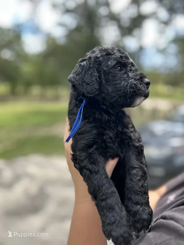 Bruno – Goldendoodle, Whoodle puppy for sale in Brooksville, FL