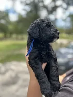 Bruno, a male Goldendoodle and Whoodle for sale in Brooksville, FL – 1 of 2