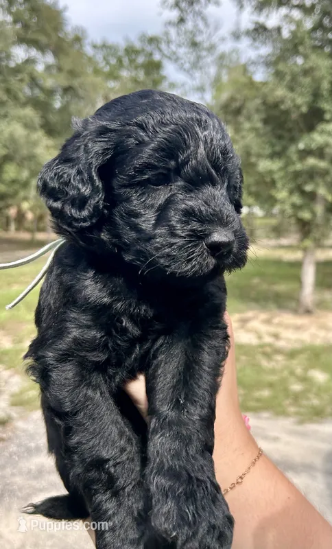 Oliver  – Goldendoodle, Whoodle puppy for sale in Brooksville, FL