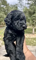 Oliver , a male Goldendoodle and Whoodle for sale in Brooksville, FL – 1 of 2