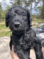 Gatsby, a male Goldendoodle and Whoodle for sale in Brooksville, FL – 2 of 2