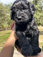 Poppy, a female Goldendoodle and Whoodle for sale in Brooksville, FL – 3 of 3