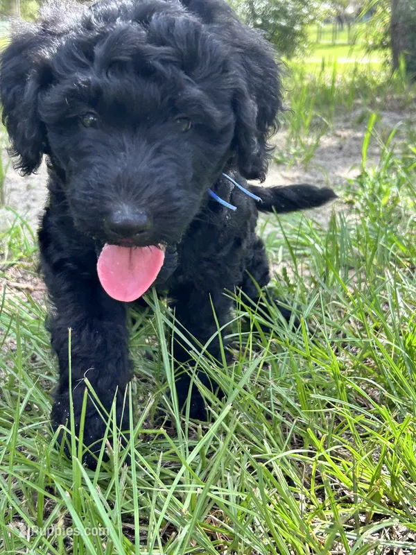 Bruno – Goldendoodle, Whoodle puppy for sale in Brooksville, FL