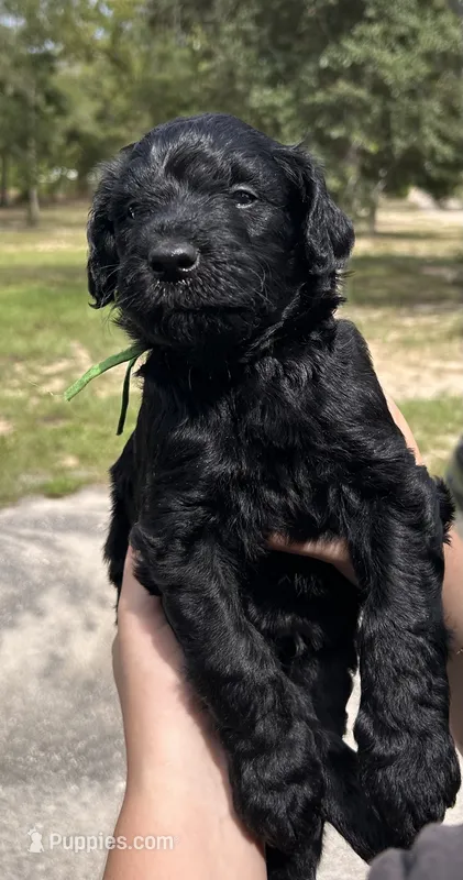 Gatsby – Goldendoodle, Whoodle puppy for sale in Brooksville, FL