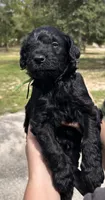 Gatsby, a male Goldendoodle and Whoodle for sale in Brooksville, FL – 1 of 2