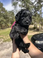 Poppy, a female Goldendoodle and Whoodle for sale in Brooksville, FL – 2 of 3