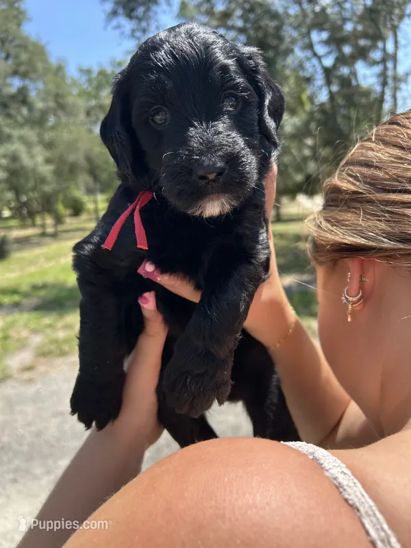 Poppy – Goldendoodle, Whoodle puppy for sale in Brooksville, FL