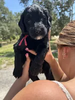 Poppy, a female Goldendoodle and Whoodle for sale in Brooksville, FL – 1 of 1