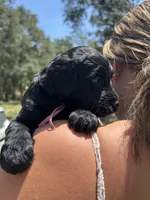 Pearl, a female Goldendoodle and Whoodle for sale in Brooksville, FL – 1 of 2
