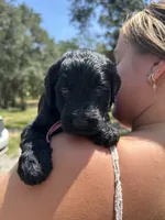 Pearl, a female Goldendoodle and Whoodle for sale in Brooksville, FL – 2 of 2