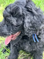 Bruno, a male Goldendoodle and Whoodle for sale in Brooksville, FL – 2 of 2