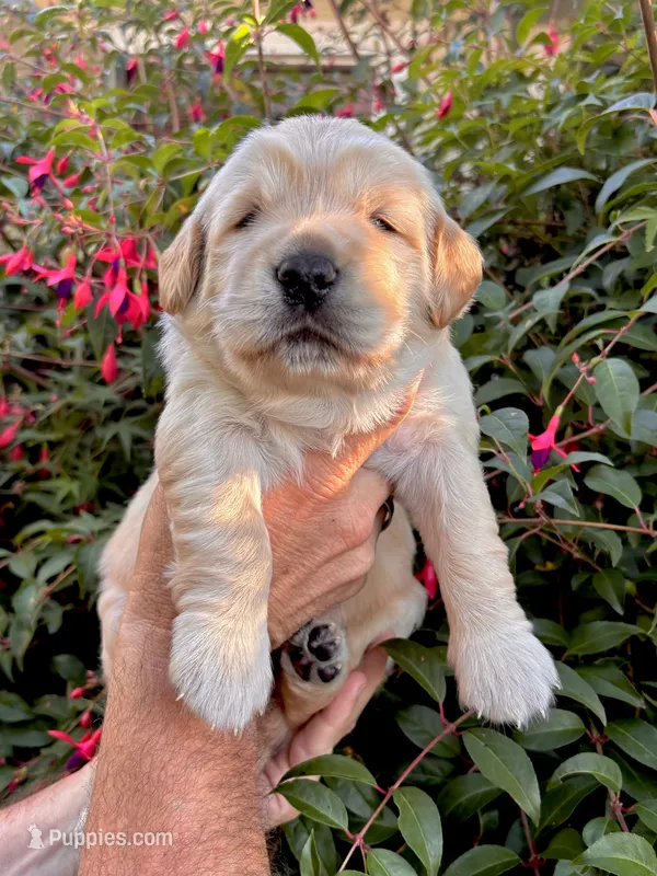 Yellow collar – Golden Retriever puppy for sale in Cloverdale, CA