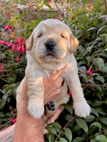 Yellow collar, a female Golden Retriever for sale in Cloverdale, CA – 1 of 3