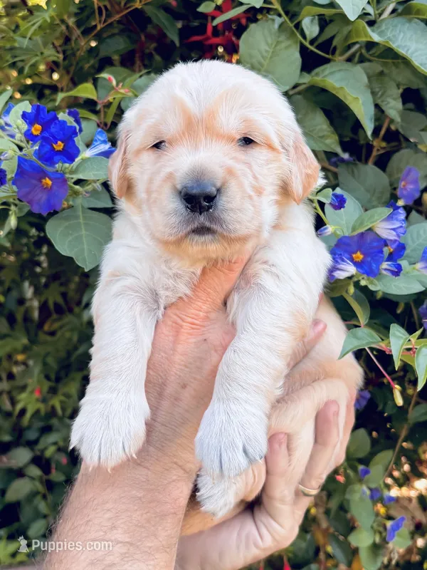 red collar – Golden Retriever puppy for sale in Cloverdale, CA
