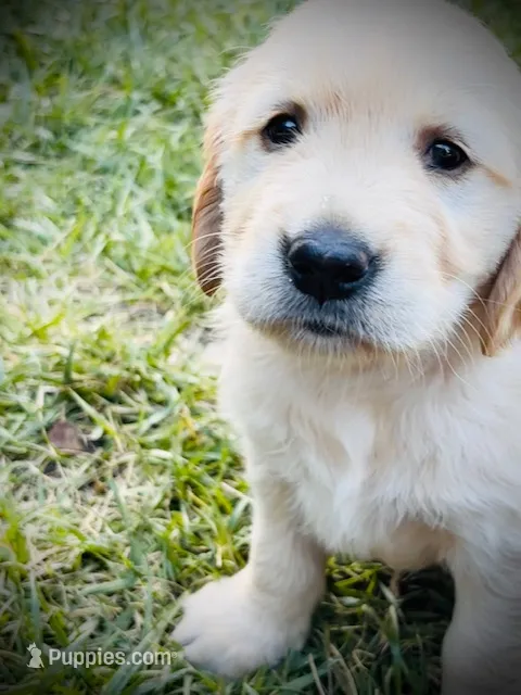 red collar – Golden Retriever puppy for sale in Cloverdale, CA