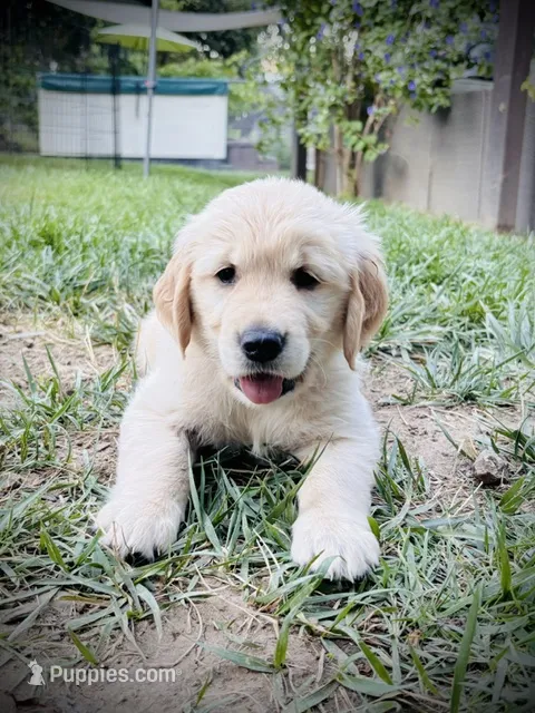 red collar – Golden Retriever puppy for sale in Cloverdale, CA