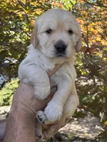 red collar, a female Golden Retriever for sale in Cloverdale, CA – 2 of 2