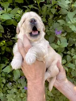 Yellow collar, a female Golden Retriever for sale in Cloverdale, CA – 2 of 3