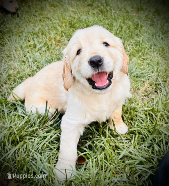 Yellow collar – Golden Retriever puppy for sale in Cloverdale, CA